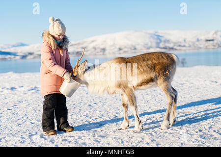 Petite fille rennes sur l'alimentation d'hiver ensoleillée journée dans le Nord de la Norvège Banque D'Images