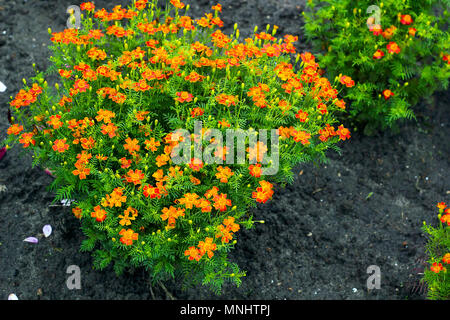 Les petites fleurs jaune Tagetes tenuifolia (signet ou marigold souci d'or) en été, jardin, vue d'en haut Banque D'Images