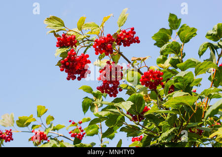 Petits fruits rouges viburnum hanging on tree against blue sky Banque D'Images