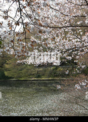 Les fleurs de cerisier en pleine floraison et reflétée dans l étang à Kyoyochi Ryoan-Ji à la fleur de cerisier au cours de saison/sakura, Kyoto, Japon Banque D'Images