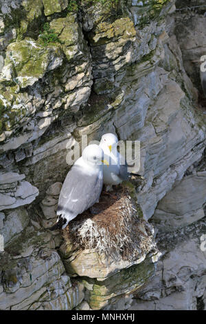 , Mouette tridactyle (Rissa tridactyla), falaises de Bempton RSPB réserve près de Bridlington, East Yorkshire, Angleterre, Royaume-Uni. Banque D'Images