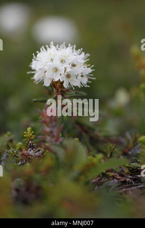 Vue latérale du bog le thé du Labrador, fleur Rhododendron groenlandicum, trouvés au nord de Arviat, Nunavut Banque D'Images