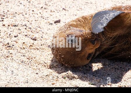 Sea Lion chiot à l'île des Galapagos Banque D'Images