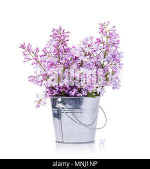 Bouquet de lilas dans un seau isolé sur un fond blanc. Floraison de fleurs de printemps Banque D'Images