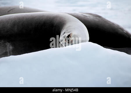 Joint de crabiers floe, Péninsule Antarctique Banque D'Images