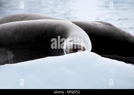 Joint avec la bouche ouverte sur la banquise, Péninsule Antarctique Banque D'Images
