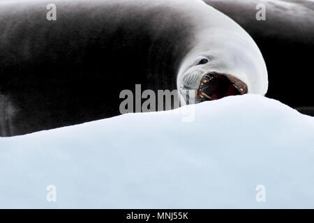 Joint avec la bouche ouverte sur la banquise, Péninsule Antarctique Banque D'Images