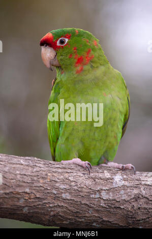 Ara à front rouge (Ara rubrogenys) Banque D'Images