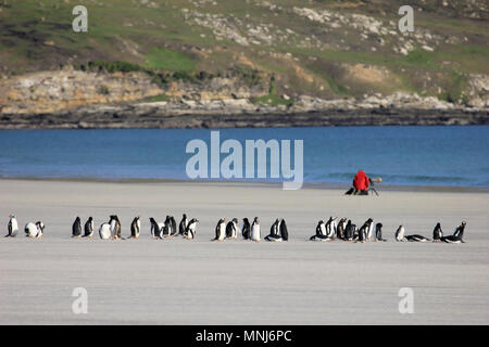 Photographe à prendre des photos de manchots, Saunders, Îles Falkland Banque D'Images