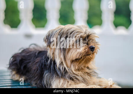 Yorkshire Terrier Puppy Sitting Portrait Banque D'Images