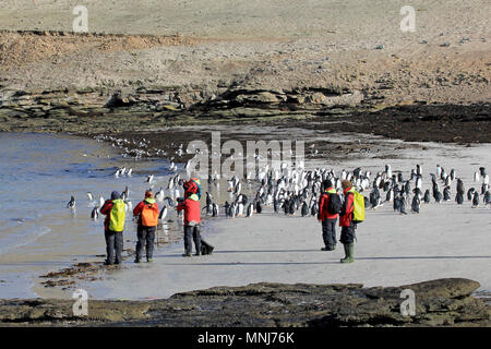 Photographe à prendre des photos de manchots, Saunders, Îles Falkland Banque D'Images