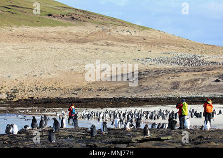 Photographe à prendre des photos de manchots, Saunders, Îles Falkland Banque D'Images