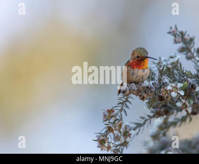 Allen (colibri Selasphorus sasin) mâle adulte, perché sur une plante en fleurs. Banque D'Images