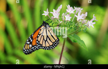 Papillon monarque ou simplement monarque (Danaus plexippus) est un papillon de l'asclépiade (sous-famille des Danainae) dans la famille Nymphalidae Banque D'Images