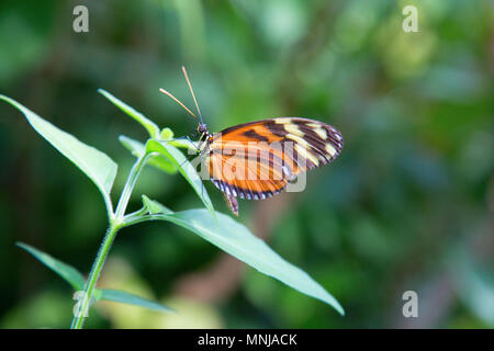 Papillon monarque ou simplement monarque (Danaus plexippus) est un papillon de l'asclépiade (sous-famille des Danainae) dans la famille Nymphalidae Banque D'Images