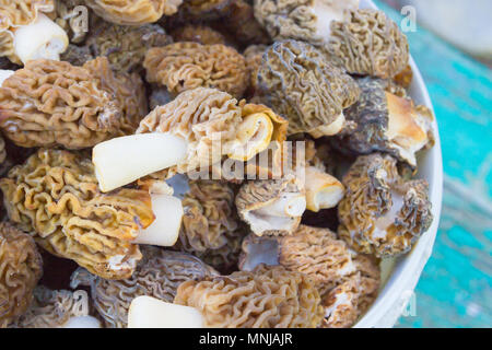 Morilles recueillies dans un seau blanc Banque D'Images