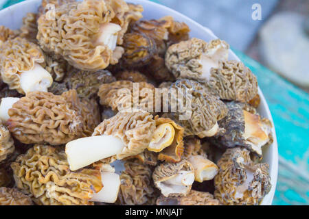 Morilles recueillies dans un seau blanc Banque D'Images