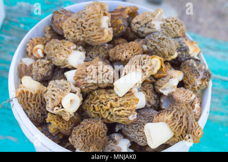 Morilles recueillies dans un seau blanc Banque D'Images