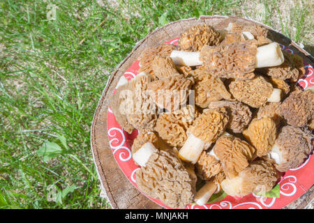 Champignons morilles recueillies sur une plaque sur une souche Banque D'Images