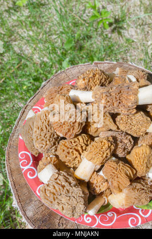 Champignons morilles recueillies sur une plaque sur une souche Banque D'Images