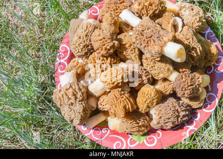 Champignons morilles recueillies sur une plaque sur une souche Banque D'Images