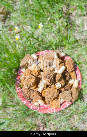 Champignons morilles recueillies sur une plaque sur une souche Banque D'Images