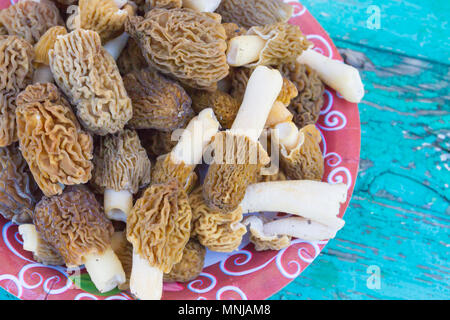 Morilles sont uniquement recueillis sur la plaque Banque D'Images