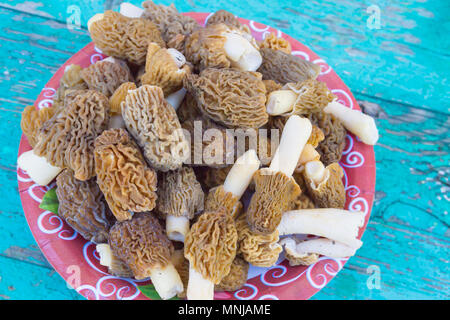 Morilles sont uniquement recueillis sur la plaque Banque D'Images