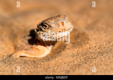 Crapaud tachetée Agama à tête enfouie dans le sable fermer Banque D'Images