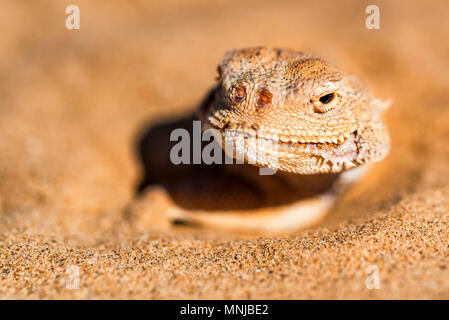 Crapaud tachetée Agama à tête enfouie dans le sable fermer Banque D'Images