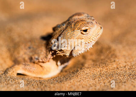 Crapaud tachetée Agama à tête enfouie dans le sable fermer Banque D'Images