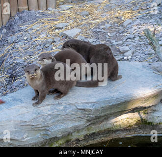 Trois Griffes courtes Oriental Otter sur un rocher Banque D'Images