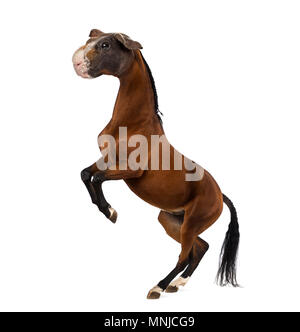 Chimère avec un cheval et une tête d'un élevage de cobayes à fond blanc Banque D'Images