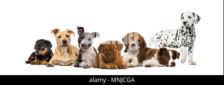 Groupe de chiots se trouvant en face d'un fond blanc Banque D'Images