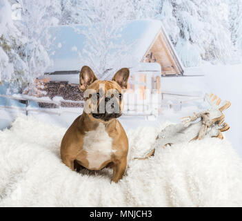 Bouledogue français assis sur un tapis en paysage d'hiver Banque D'Images