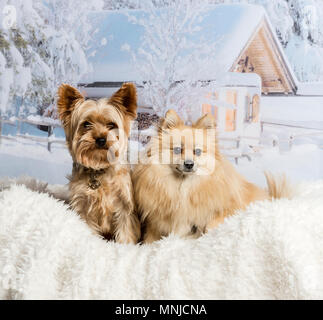 Et Pomeranian Yorkshire Terrier assis ensemble en scène d'hiver Banque D'Images