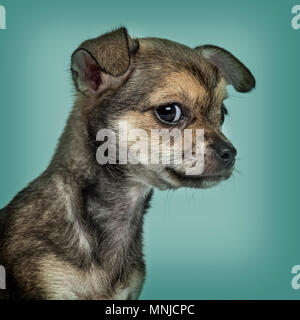 Chihuahua chiot contre fond bleu turquoise Banque D'Images