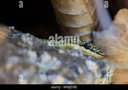 Très beau serpent de l'arbre d'Or (Chrysopelea) orné de Krabi Thailande sur un arbre. Banque D'Images