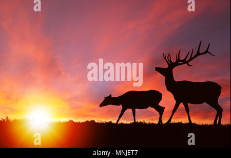 Silhouette d'un taureau red deer elk et une femelle wapiti gc avec des nuages en arrière-plan. Aussi connu comme le wapiti Cervus canadensis, ou ils sont un Banque D'Images