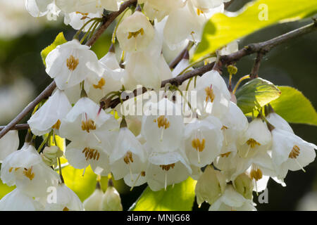 Blanc de printemps des cloches de l'hardy Carolina silverbell Halesia carolina vestita, 'groupe' Banque D'Images