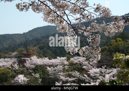 Pagode Tahoto sur l'île de Miyajima, Japon entouré de cerisiers en fleurs pendant la saison de sakura Banque D'Images