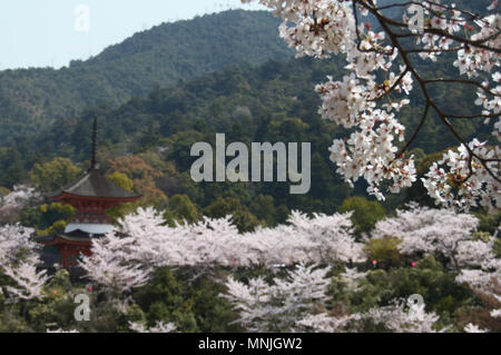 Pagode Tahoto sur l'île de Miyajima, Japon entouré de cerisiers en fleurs pendant la saison de sakura Banque D'Images