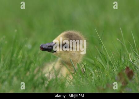 Peu de gosling Bernache du Canada (Branta canadensis) assis dans un pré au printemps Banque D'Images