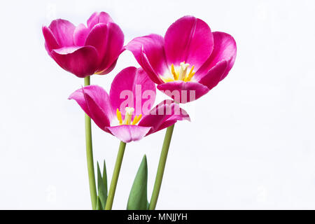 Tulipe rose sur fond blanc Banque D'Images