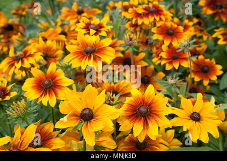 'Rustic' Nain black-eyed Susan, Sommarrudbeckia (Rudbeckia hirta) Banque D'Images