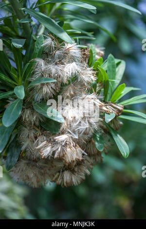 Verode, Oleanderstånds (Kleinia neriifolia) Banque D'Images