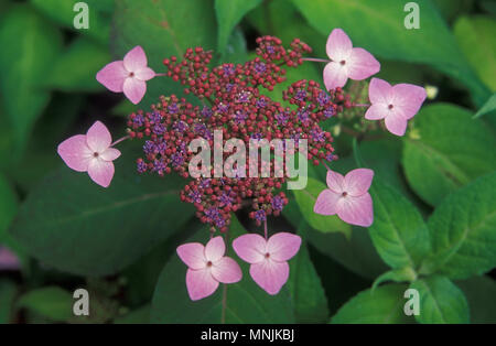 GROS PLAN DE LA FLEUR ROSE DE LACECAP (HYDRANGEA MACROPHYLLA) Banque D'Images