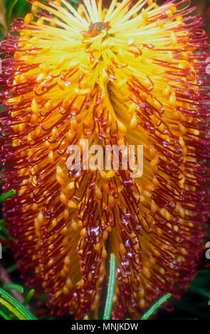 BANKSIA BANKSIA SPINULOSA (Épingle) Banque D'Images