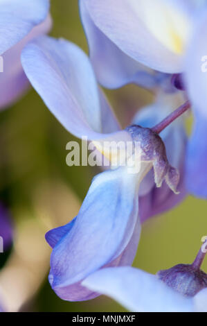 Wisteria Sinensis, glycine de Chine Banque D'Images