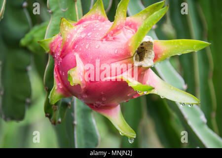 Dragon Fruit sur l'arbre après la pluie dans le jardin Banque D'Images